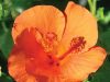 Plants that can accommodate outdoor living spaces