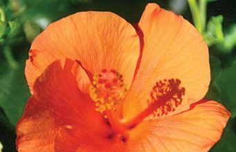 Plants that can accommodate outdoor living spaces