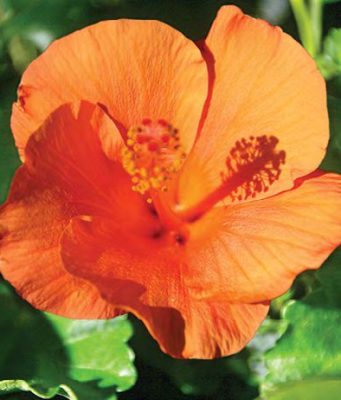 Plants that can accommodate outdoor living spaces
