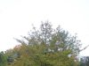 Leon County Adopt-A-Tree A blackgum (tupelo) tree showing a wide, spreading form with seasonal color change, valued for its fall foliage and wildlife support.