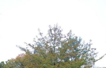 Leon County Adopt-A-Tree A blackgum (tupelo) tree showing a wide, spreading form with seasonal color change, valued for its fall foliage and wildlife support.