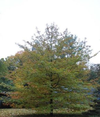 Leon County Adopt-A-Tree A blackgum (tupelo) tree showing a wide, spreading form with seasonal color change, valued for its fall foliage and wildlife support.