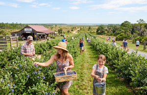 Blueberry season in full swing at area U-Pick farms People picking blueberries on a u-pick farm.